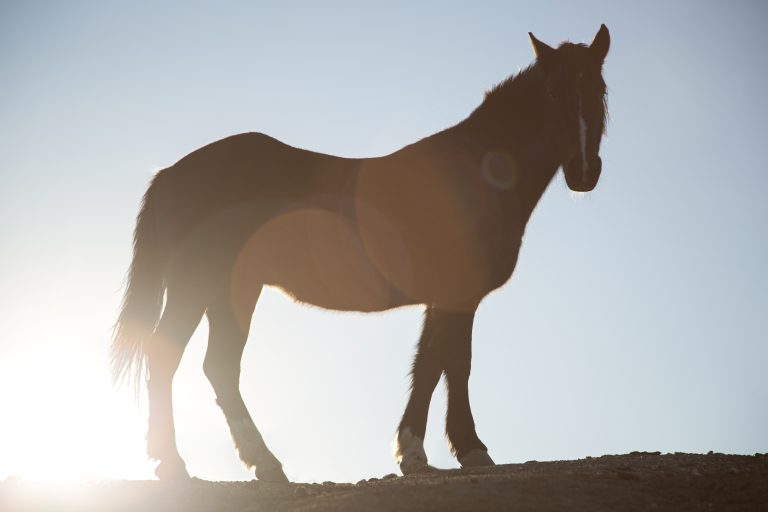 Blogafbeelding bij artikel over het Jaar van het Paard 2026 en systemisch terugkijken en vooruitkijken